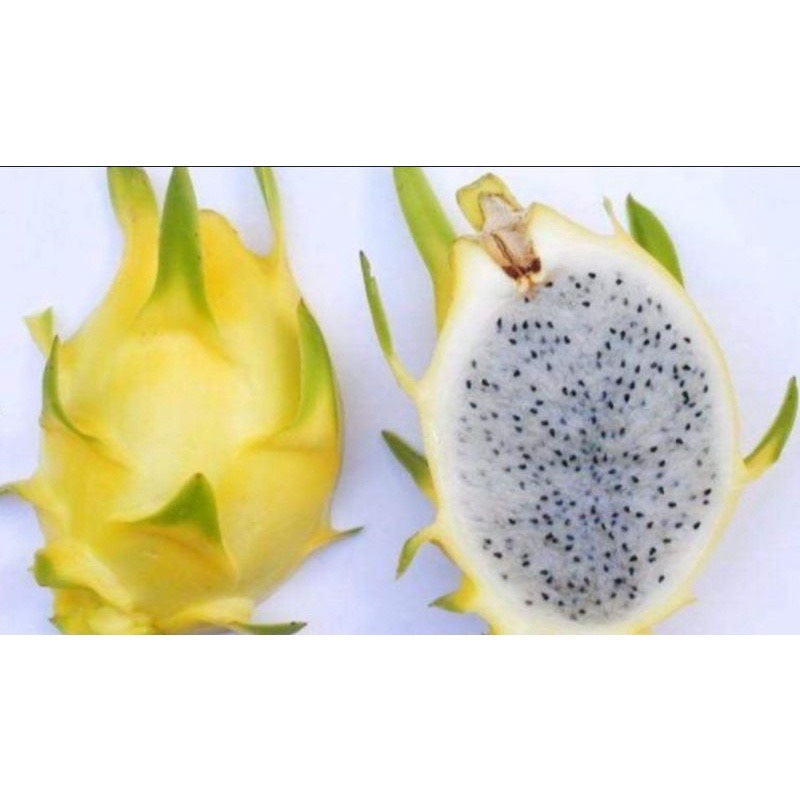 Thanh Long vàng Mộc Châu loại Vip