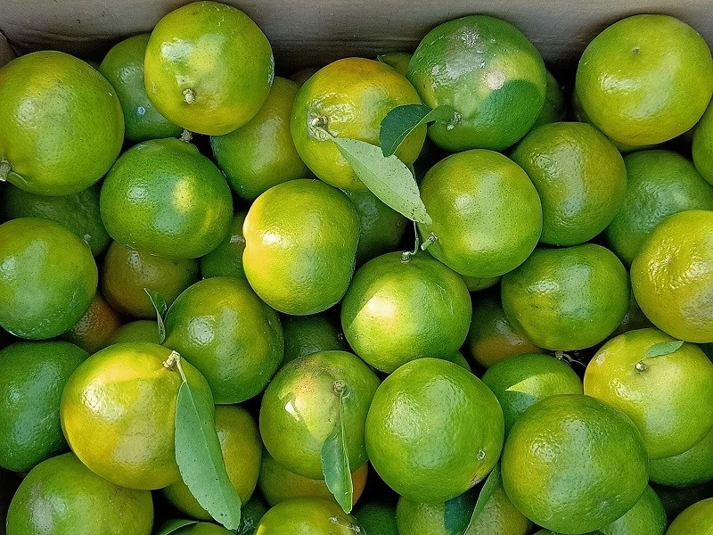 Quýt đường - Kg