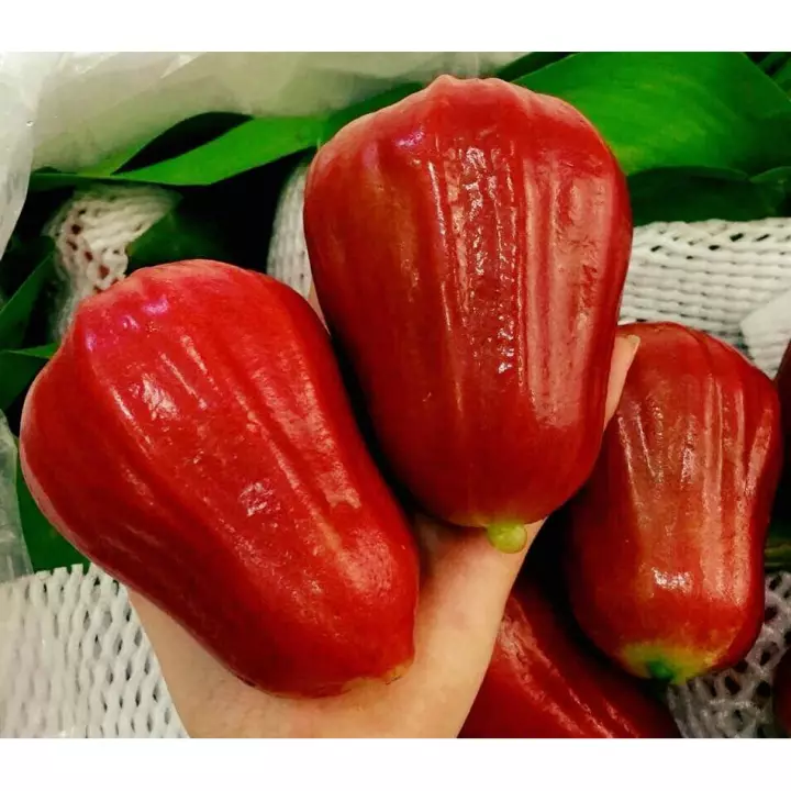 Roi An Phước - Kg