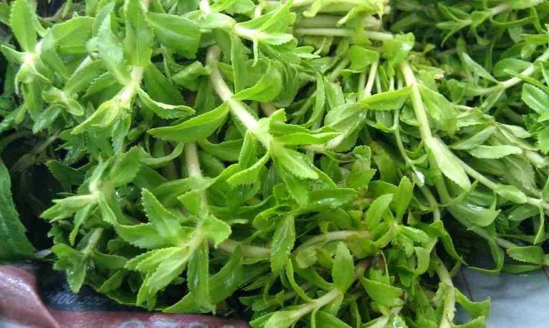 Rau Ngổ gói 70g - Vân Nội