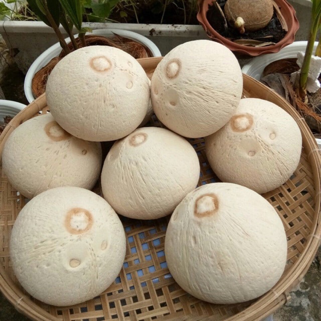 Dừa xiêm Bến tre nhỏ Đ&C