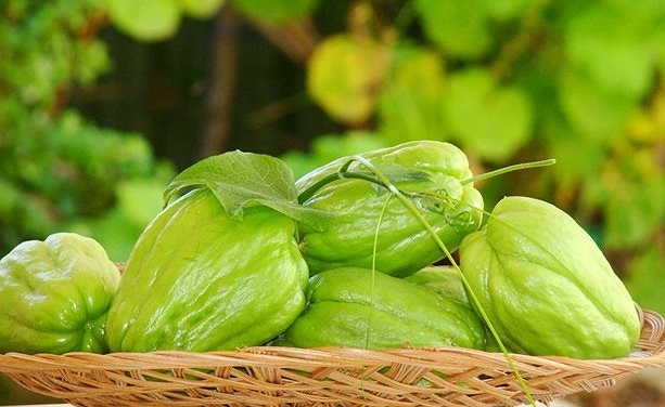 Quả Su Su Đà Lạt - TNg
