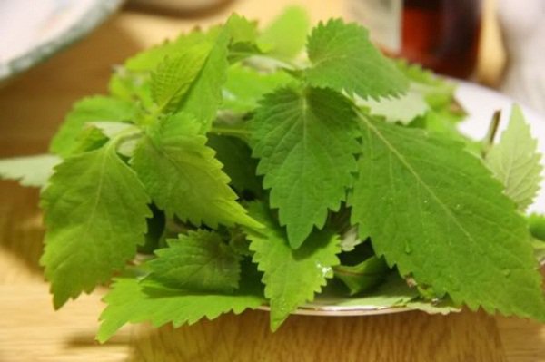 Rau Kinh Giới  Mama Food
